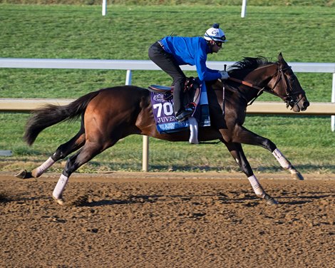 Blazing Sevens<br><br />
Training at Keeneland, near Lexington, Ky., on Oct. 29, 2022.