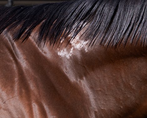 closeup of birthmark<br><br />
Flightline schooling at Keeneland, near Lexington, Ky., on Oct. 28, 2022.