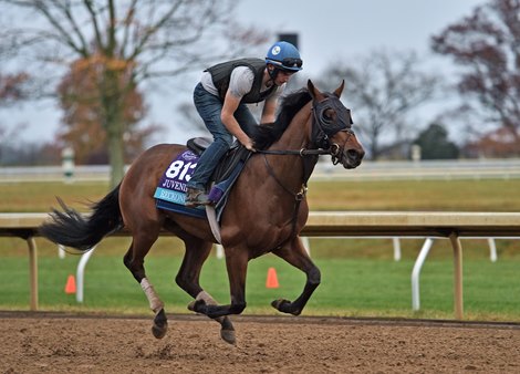 Reckoning Force trains at Keeneland 103122<br><br />
Rick Samuels/The Blood-Horse