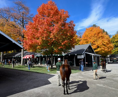 Fall colors are at their peak as shippers are displaying their horses for The Fasig Tipton Fall Sale at the sale on Sunday, October 16, 2022 in Saratoga Springs, NY The sale starts at 10am tomorrow.  Fasig Tipton photo by Skip Dickstein