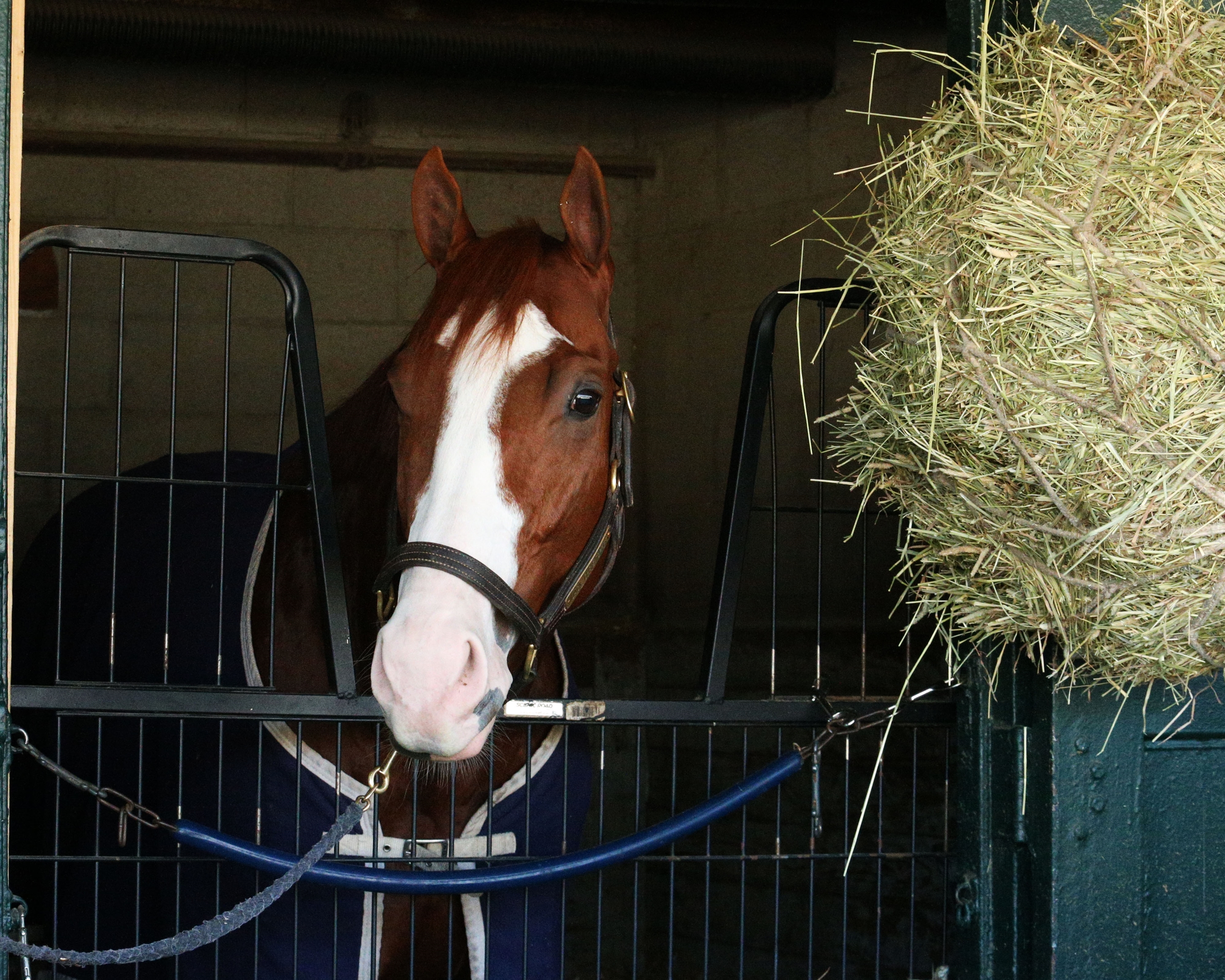 Letruska, Jack Christopher Out of BC Consideration - BloodHorse