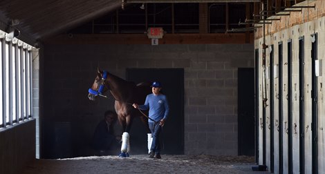 October 23, 2022: Flightline walking the shedrow Sunday afternoon,  after his flight from California...<br><br />
Rick Samuels/The Blood-Horse