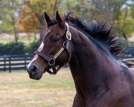 Constitution in his yard at WinStar Ranch on October 18, 2022.
