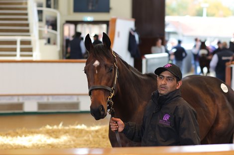 Lot 1428 Rubio Draco (IRE) 2020 B.C.  BY Fast Company (IRE) EX Spinning Ruby (GB)        Baroda Stud, Ireland    Nawaf Almutairi    60,000<br><br />
Tattersalls Autumn Horses in Training Sale<br><br />
27/10/22