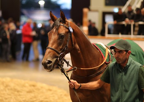 Lot 304A Chairman (FR) 2019 B.C. BY Almanzor (FR) EX Nimbin (GB) Wildcard The Castlebridge Consignment    Ciaron Maher Bloodstock 400,000 - Tattersalls Autumn Horses in Training Sale<br><br />
24/10/22