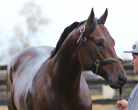 Golden Pal at Keeneland on October 31, 2022 preparing for the Breeders' Cup Turf Sprint. Photo By: Chad B. Harmon