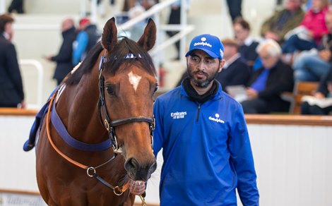 Lot 1001A Finest Sound (IRE) 2017 B.G.  BY Exceed And Excel (AUS) EX Amplifier (GB) Wildcard       Godolphin    Najd Stud <br><br />
Tattersalls Autumn Horses in Training Sale 26/10/22