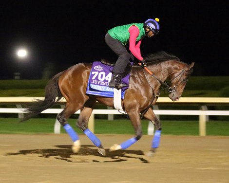 Curly Jack on the track at Keeneland on October 31, 2022 preparing for the Breeders' Cup Juvenile. Photo By: Chad B. Harmon