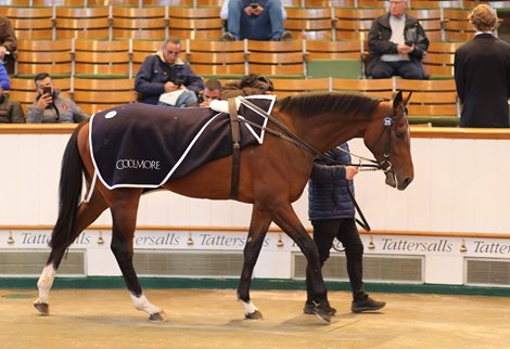 lot 275 Waterville (IRE) 2019 B.C. BY Camelot (GB) EX Holy Moon (IRE) Coolmore, Ireland Waller / Mulcaster    410,000 - Tattersalls Autumn Horses in Training Sale<br><br />
24/10/22