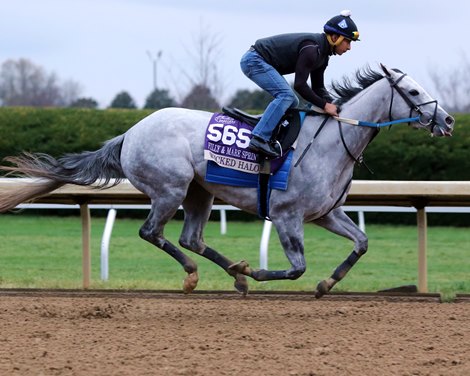 Wicked Halo on track at Keeneland on October 31, 2022 in preparation for Breeders & # 39;  Cup Filly and Mare Sprint.  Photo by: Chad B. Harmon