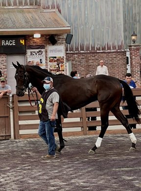 Beauregard in the paddock prior to the Louisiana Legends Cheval Stakes on June 5, 2021 at Evangeline Downs