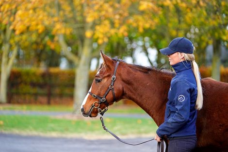 Scene, 2022 Goffs November Foal Sale
