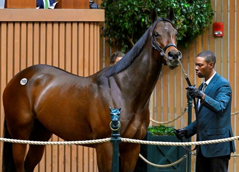 Hip 198 Jouster Consigned by Hill 'N' Dale at Xalapa, Agent for Keeneland November Seed Sale in Lexington, KY on November 7, 2022.