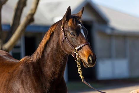 Hip 778, a Twirling Candy colt at the Bedouin Bloodstock consignment at the Keeneland November Breeding Stock Sale in Lexington, KY, on Nov. 7, 2022.