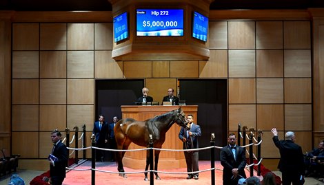 Hip 272 Campanelle consigned by Eaton Sales Agent for Stonestreet Stables to The November Sale at Fasig-Tipton in Lexington, KY on November 6, 2022.