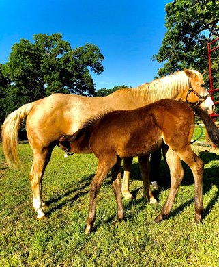 Beauregard (g. foaled Feb. 8, 2018; Goldencents - Wave the Colors, by Brahms) with his nurse mare Hope, a palomino quarter horse