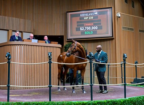 Hip 239 Dreamloper deposited by Ed Walker Racing, Dealer of Keeneland, November Livestock Sales Agent in Keeneland, KY, deposited in Lexington, KY on November 7, 2022.