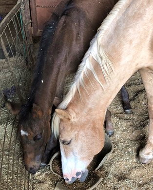 Beauregard (g. foaled Feb. 8, 2018; Goldencents - Wave the Colors, by Brahms) with his nurse mare Hope, a palomino quarter horse