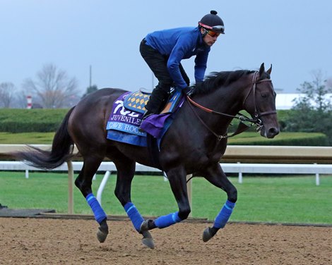 Cave Rock on the track at Keeneland on November 1, 2022 preparing for the Breeders&#39; Cup Juvenile. Photo By: Chad B. Harmon