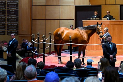 Hip 264 Bellafina consigned by Eaton Sales Agent to The November Sale at Fasig-Tipton in Lexington, KY on November 6, 2022.