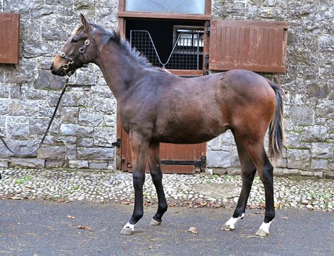 Lot 203, 2022 Goffs November Foal Sale