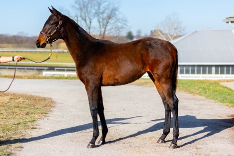 Hip 787, a Quality Road filly at the Bedouin Bloodstock consignment at the Keeneland November Breeding Stock Sale in Lexington, KY, on Nov. 7, 2022.