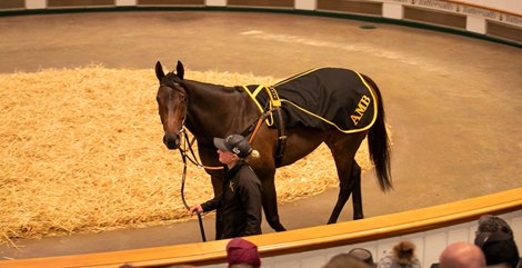 2022 Tattersalls December Breeding Stock Sale, Lot 1904<br>
Alcohol Free (IRE) 2018 B.F. BY No Nay Never (USA) EX Plying (USA)  <br>
29/11/22
