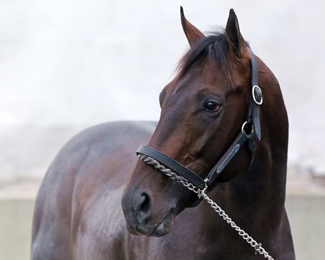 Cave Rock at Keeneland on November 2, 2022 preparing for the Breeders' Cup Juvenile. Photo By: Chad B. Harmon
