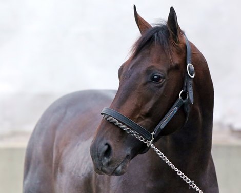 Cave Rock at Keeneland on November 2, 2022 in preparation for Breeders & # 39;  Juvenile Cup.  Photo by: Chad B. Harmon