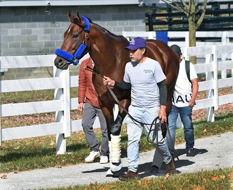 November 6, 2022: Flightline being led to a waiting Sallee van by groom Caesar Aguilar, for his ride to Lane's End Farm...<br>
Rick Samuels/The Blood-Horse