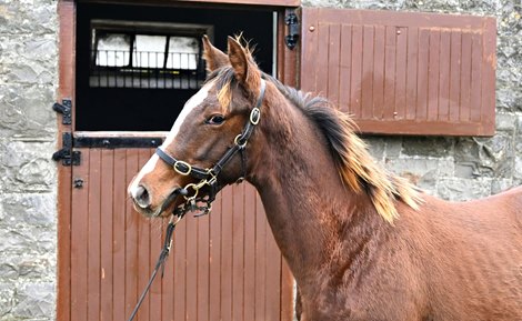 Lot 712, 2022 Goffs November Foal Sale