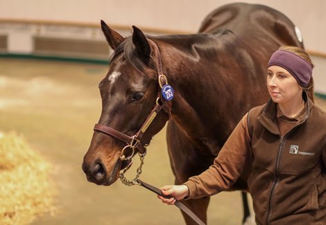 Lot 2173 Qatar Queen (IRE) 2016 B.M.  BY Kodiac (GB) EX Alina (IRE)         Tweenhills Farm &amp; Stud    A C Elliott, Agent    80,000<br><br />
Tattersalls December Sale<br><br />
Breeding Stock<br><br />
30/11/22
