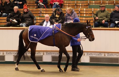 Lot 2168 Miska (IRE) 2020 B.F.  BY Kodiac (GB) EX Shobobb (GB)       Godolphin    Tally-Ho Stud    125,000 Tattersalls December Sale<br><br />
Breeding Stock30/11/22