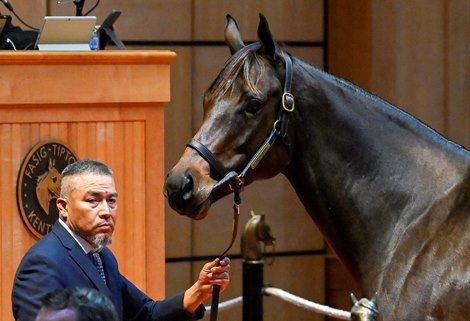 Hip 281 Donna Veloce consigned by Eaton Sales Agent to The November Sale at Fasig-Tipton in Lexington, KY on November 6, 2022.