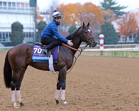 Blazing Sevens on track at Keeneland on November 1, 2022 in preparation for the Breeders' Juvenile Cup.  Photo By: Chad B. Harmon