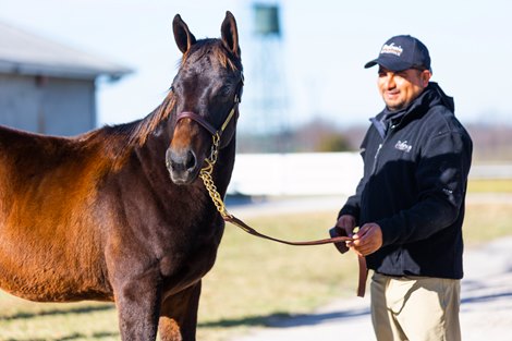 Hip 705, a Game Winner colt at the Bedouin Bloodstock consignment at the Keeneland November Breeding Stock Sale in Lexington, KY, on Nov. 7, 2022.