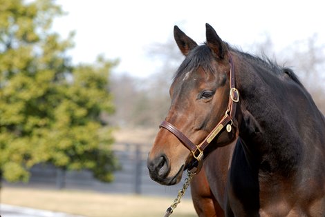 Ouija Board during her stay at Lane's End Farm in Versailles, Ky. on February 15, 2007, where she will be bred to Kingmambo.<br>
OuijaBoard image3005<br>
Photo by Anne M. Eberhardt