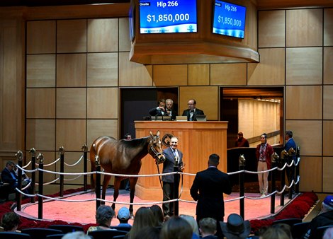 Hip 266 Bella Sofia consigned by Taylor Made Sales Agency Agent XXXVII to The November Sale at Fasig-Tipton in Lexington, KY on November 6, 2022.