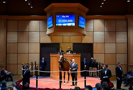 Hip 262 Beautiful Gift consigned by Hill ’N’ Dale at Xalapa Agent to The November Sale at Fasig-Tipton in Lexington, KY on November 6, 2022.