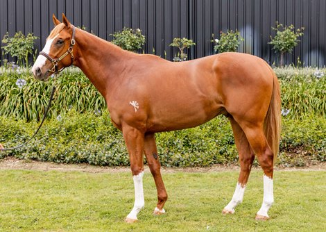 2022 NZB Ready to Run Sale, Lot 249<br><br />
Justify – Santa Clara, Chestnut Colt