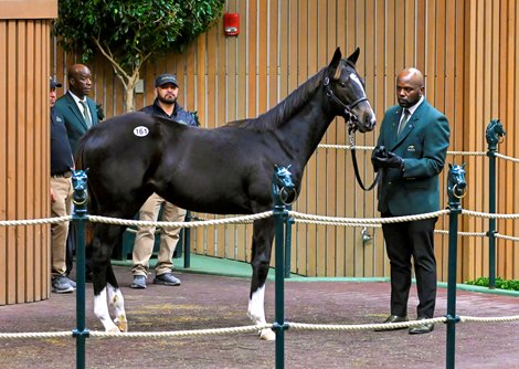 Hip 161 a weanling filly by Medaglia d’Oro out of Serena’s Cat, consigned by Hill ’N’ Dale at Xalapa, Agent to the Keeneland November Breeding Stock Sale in Lexington, KY on November 7, 2022.