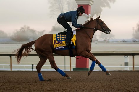 November 3, 2022: Taiba gallops at Keeneland with coach Bob Baffert to prepare for the Breeders Cup Classic.