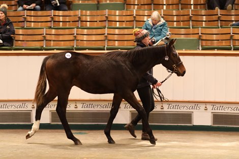 Lot 470 Sergei Prokofiev (CAN) / Music Lesson (GB) B.C. (GB)      Selwood Bloodstock    Glenvale Stud    72,000<br>
Tattersalls December Sale<br>
Foals<br>
23/11/22