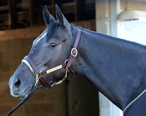 Cairo Consort at Keeneland on November 3, 2022 preparing for the Breeders&#39; Cup Juvenile Fillies Turf. Photo By: Chad B. Harmon
