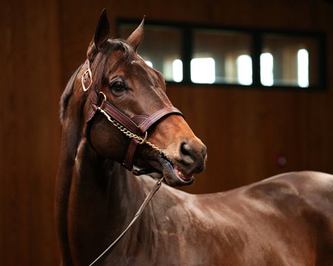 Life Is Good at Winstar Farm on November 6, 2022