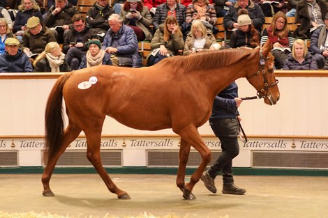 Lô 1618 Crystal Zvezda (GB) 2012 Ch.M.  BỞI Dubawi (IRE) EX Crystal Star (GB) New England Stud Stroud Coleman Bloodstock 775.000 Tattersalls Giảm giá tháng 12 Đàn giống 28/11/22