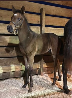 Beauregard (g. foaled Feb. 8, 2018; Goldencents - Wave the Colors, by Brahms) as a foal