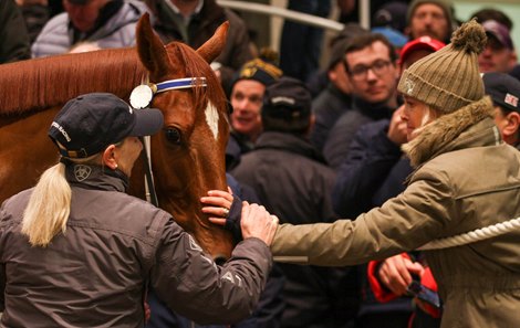 Lot 1878 Saffron Beach (IRE) 2018 Ch.F.  BY New Bay (GB) EX Falling Petals (IRE) Jane Chapple-Hyam RacingNajd Stud3,600.000 Tattersalls December Sale Breeds 11/29-2022