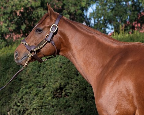 Drain the Clock at Gainesway<br>
Stallions at Gainesway Farm and Spendthrift Farm near Lexington, Ky., on Nov. 23, 2022.