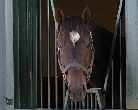 Rock Your World at Spendthrift<br>
Stallions at Gainesway Farm and Spendthrift Farm near Lexington, Ky., on Nov. 23, 2022.
